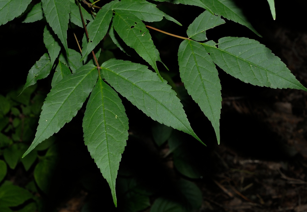 Image of Acer mandshuricum specimen.