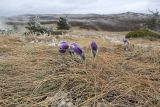 Pulsatilla taurica