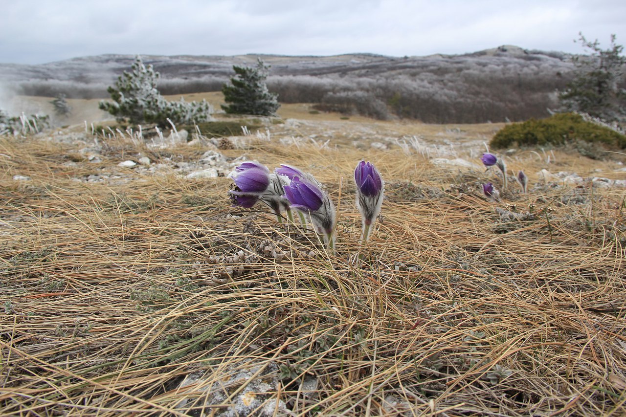 Image of Pulsatilla taurica specimen.