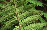 Polystichum braunii