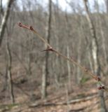 род Crataegus. Верхушка покоящегося побега. Краснодарский край, Абинский р-н, окр. пос. Новый, лес на склоне горы. 06.01.2017.