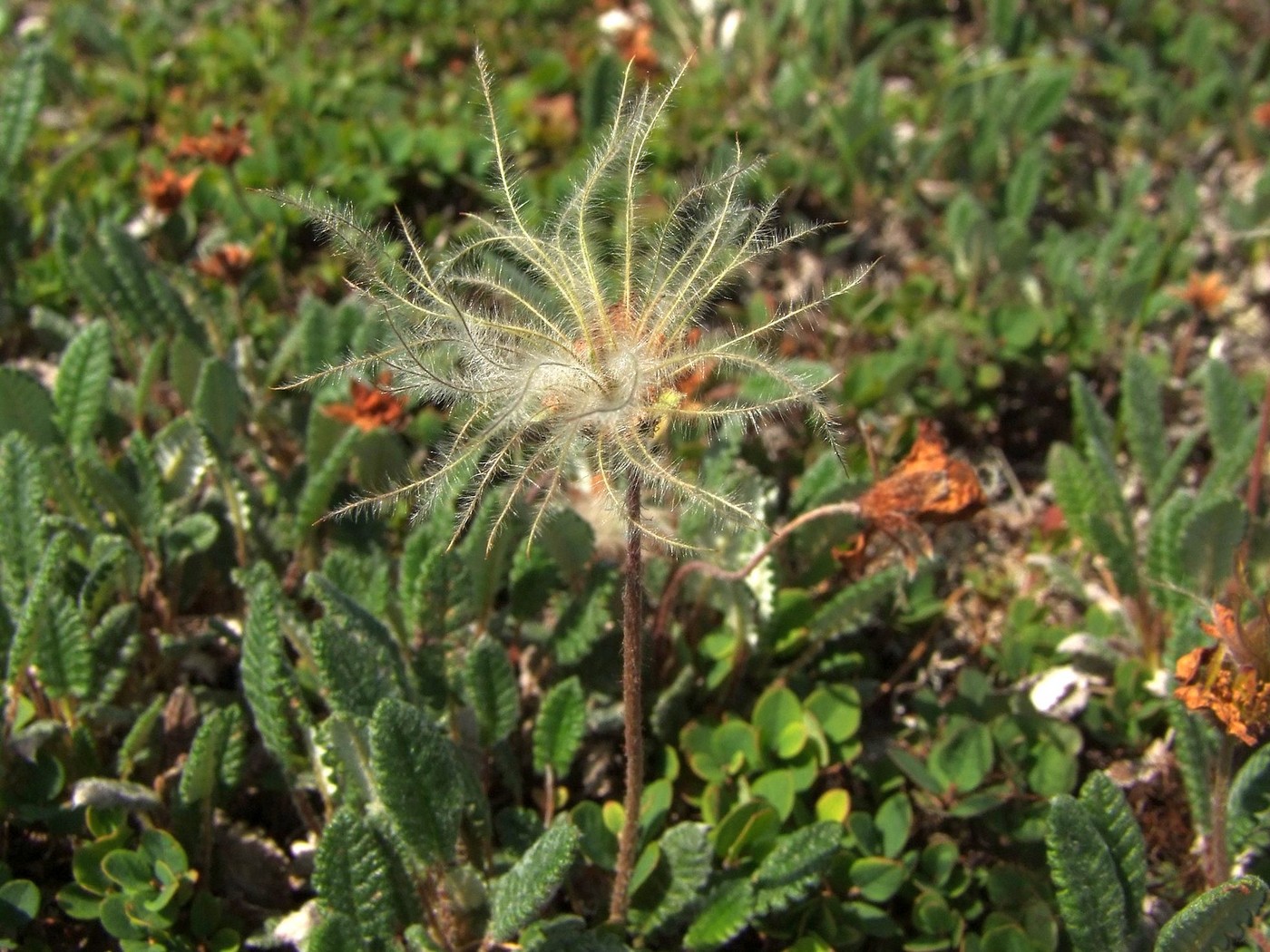 Image of Dryas ajanensis specimen.