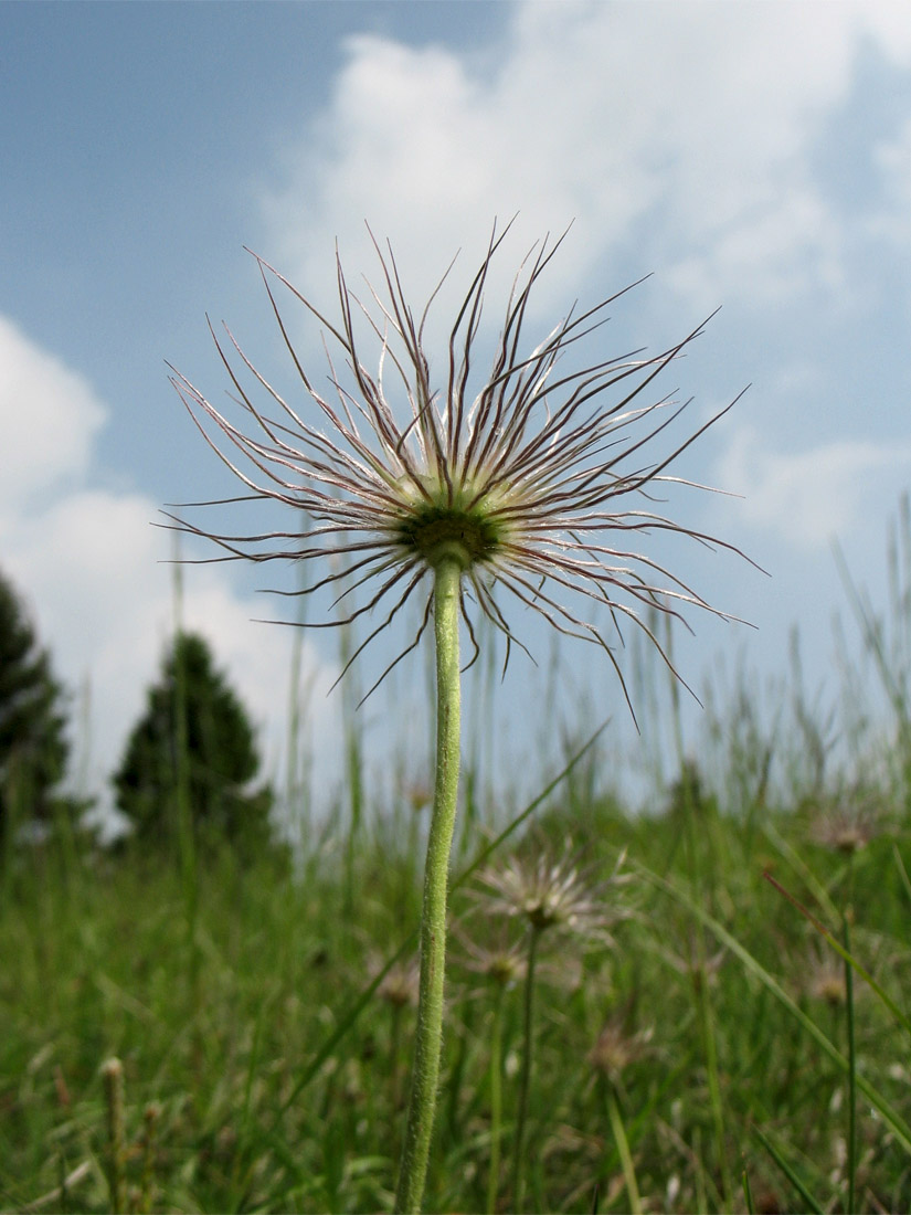 Изображение особи Pulsatilla vulgaris.