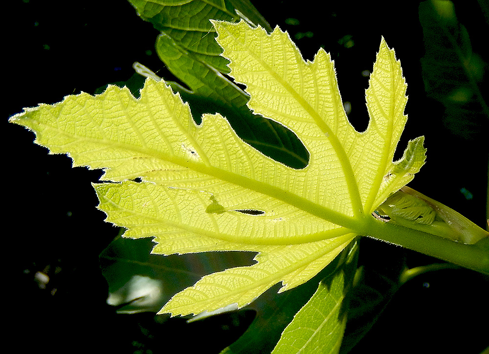 Изображение особи Ficus carica.
