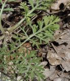 Image of taxon representative. Author is Роланд Цандекидис