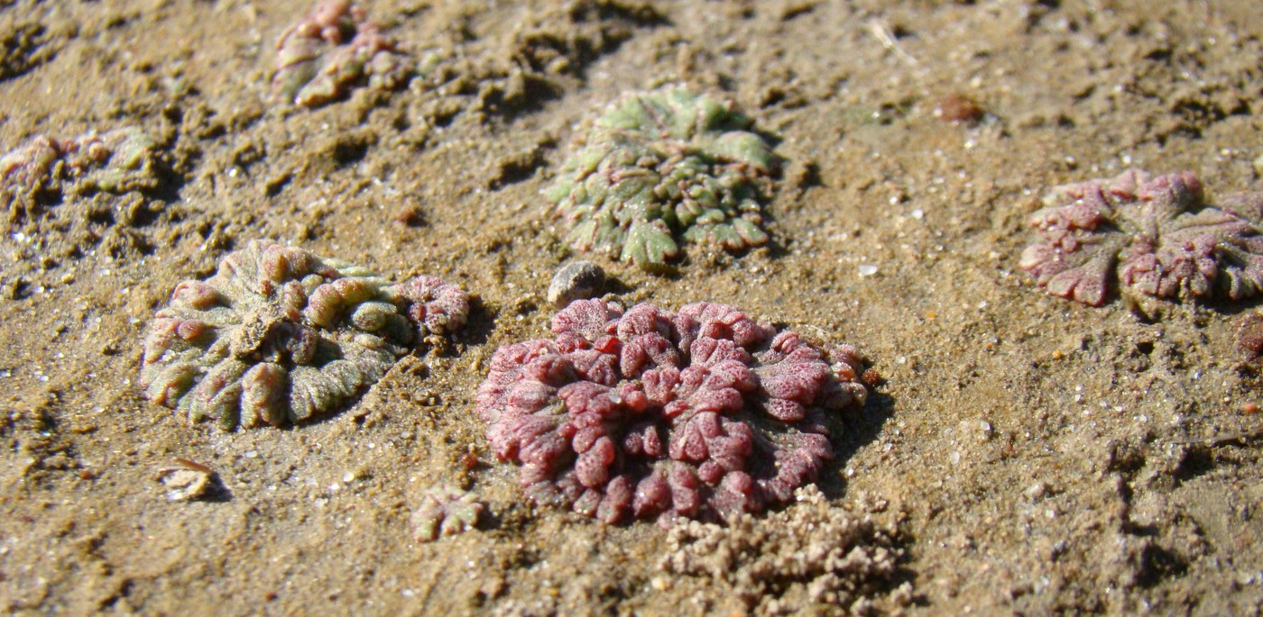 Image of Riccia frostii specimen.