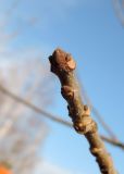 Fraxinus pennsylvanica. Верхушка покоящегося побега. Московская обл., г. Ступино, в культуре. 15.03.2017.