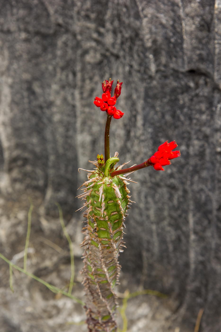 Image of Euphorbia viguieri specimen.
