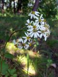 Doellingeria scabra. Соцветия. Амурская обл., Бурейский р-н, окр. с. Виноградовка, опушка дубового леса. 28.07.2016.