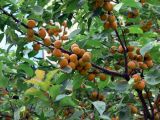 Armeniaca vulgaris. Часть ветви со зрелыми плодами. Хабаровск, в озеленении. 30.07.2016.