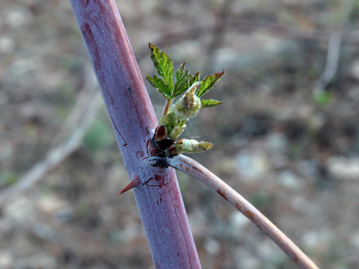 Image of Rubus occidentalis specimen.