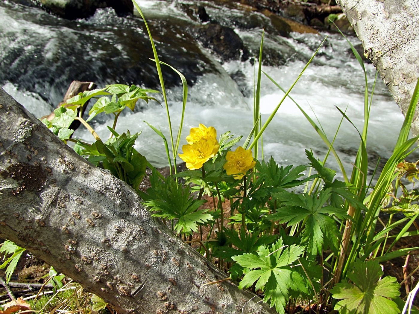 Image of Trollius riederianus specimen.