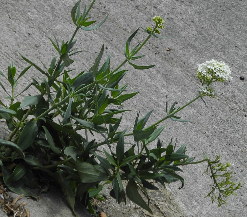 Image of Centranthus ruber specimen.