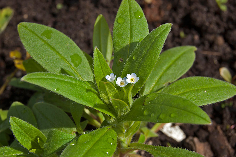 Image of Myosotis sparsiflora specimen.