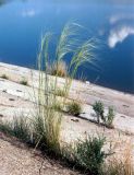 Stipa capillata. Цветущее растение на бетонной плотине. Украина, Луганская обл., Свердловский р-н, заповедник \"Провальская степь\", Грушевский участок, граница Украины и России. Начало июля 2005 г.