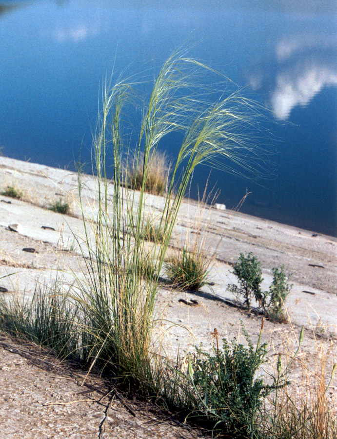 Изображение особи Stipa capillata.