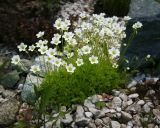 Saxifraga &times; arendsii