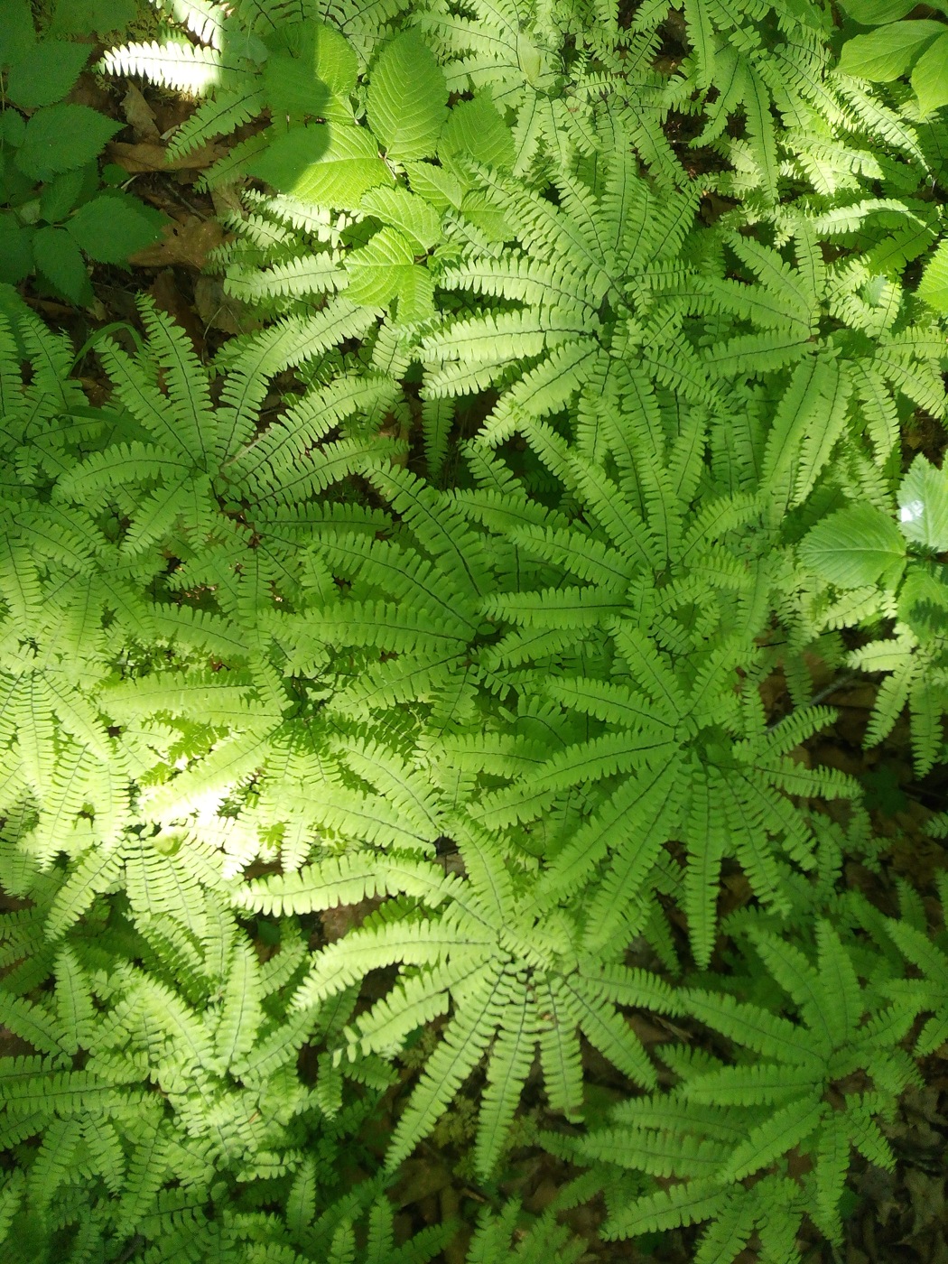 Image of Adiantum pedatum specimen.