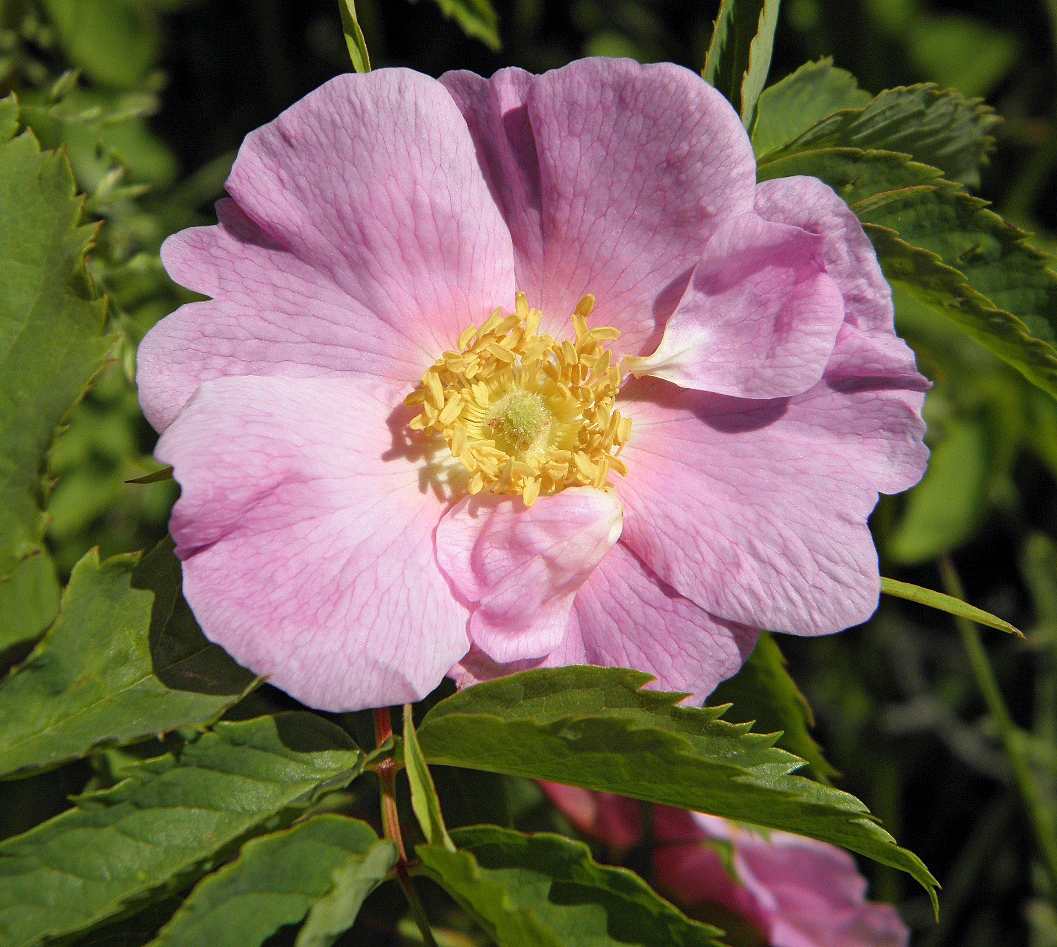 Image of Rosa glabrifolia specimen.