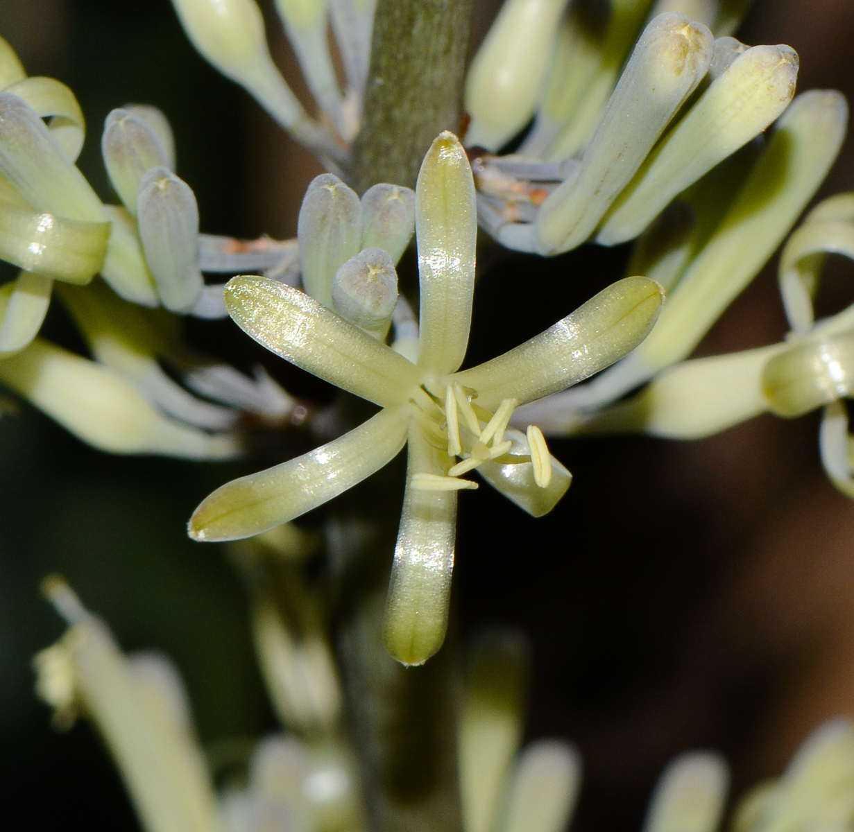 Изображение особи Sansevieria cylindrica.