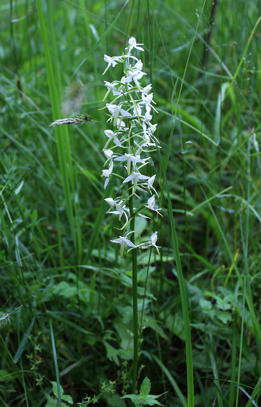 Изображение особи Platanthera bifolia.