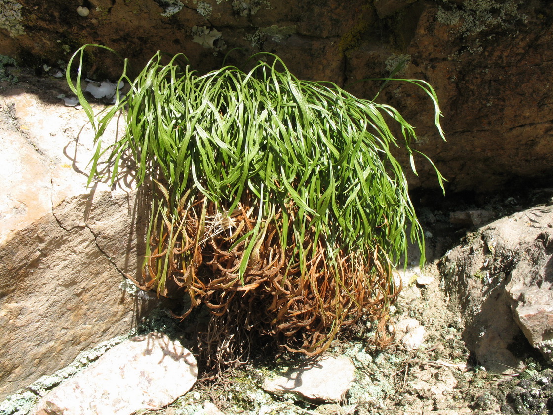 Image of Asplenium septentrionale specimen.