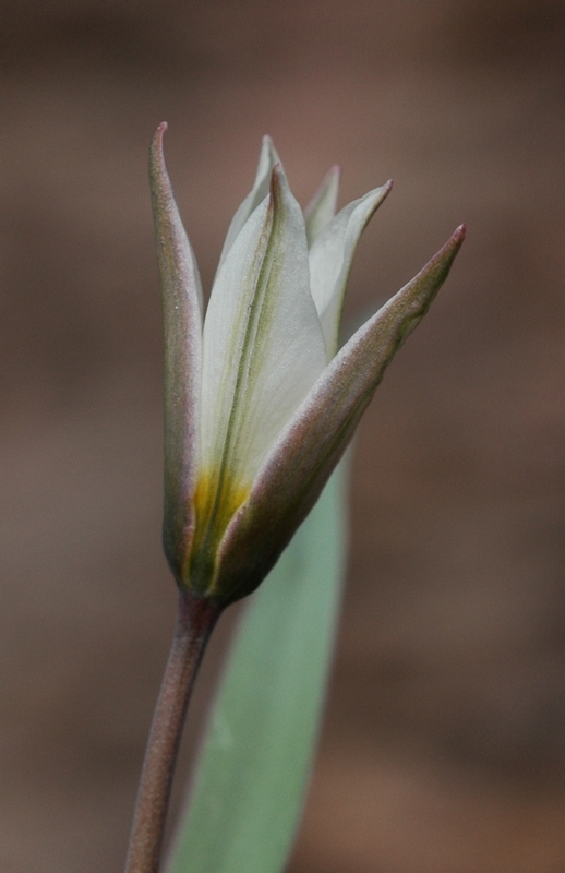 Image of Tulipa biflora specimen.