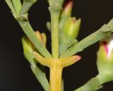 Ruschia multiflora