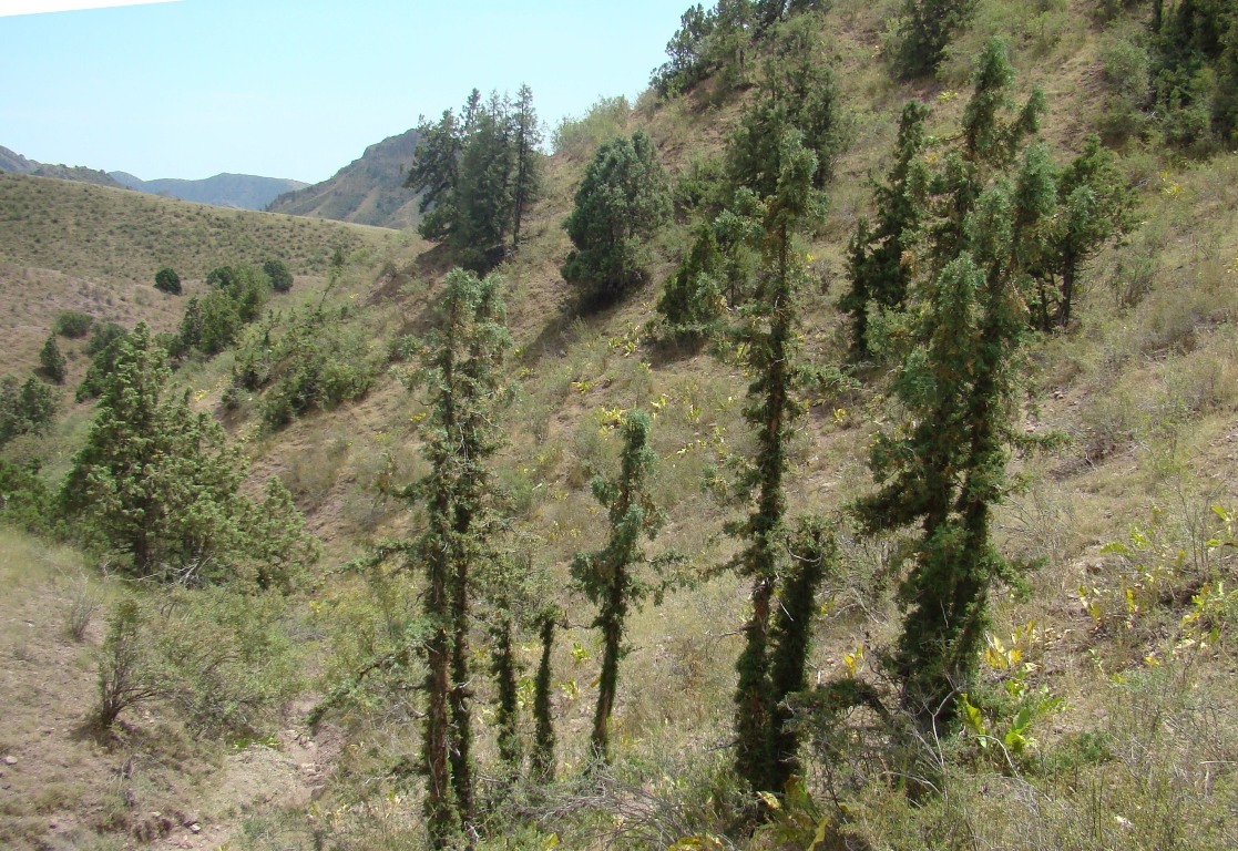 Изображение особи Juniperus seravschanica.