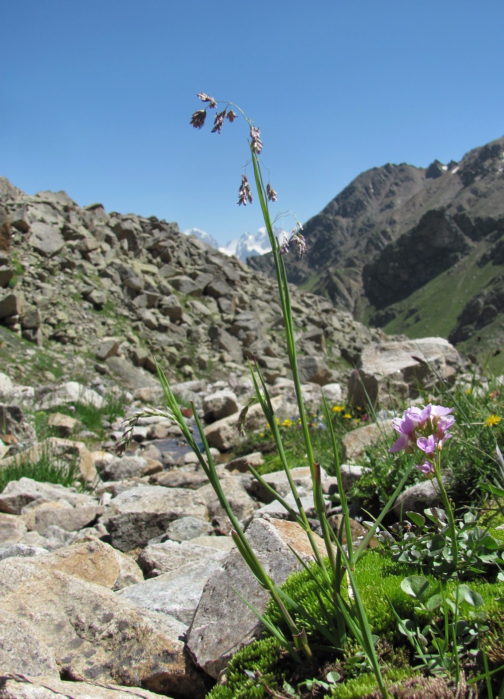 Image of Paracolpodium colchicum specimen.