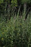 Cirsium incanum