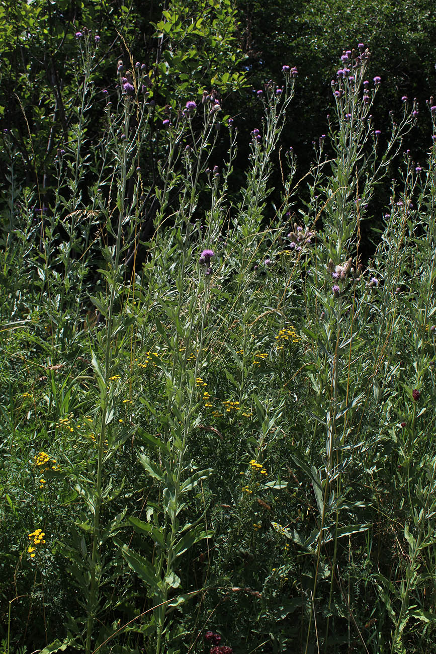 Изображение особи Cirsium incanum.