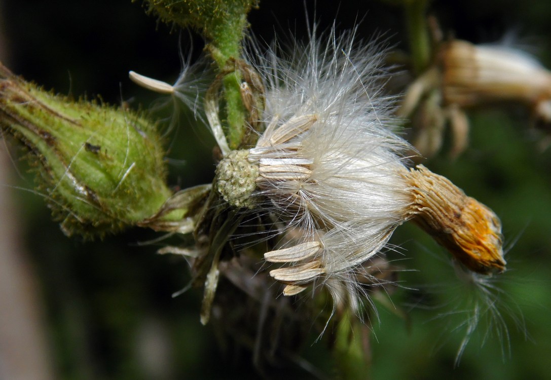 Изображение особи Sonchus palustris.