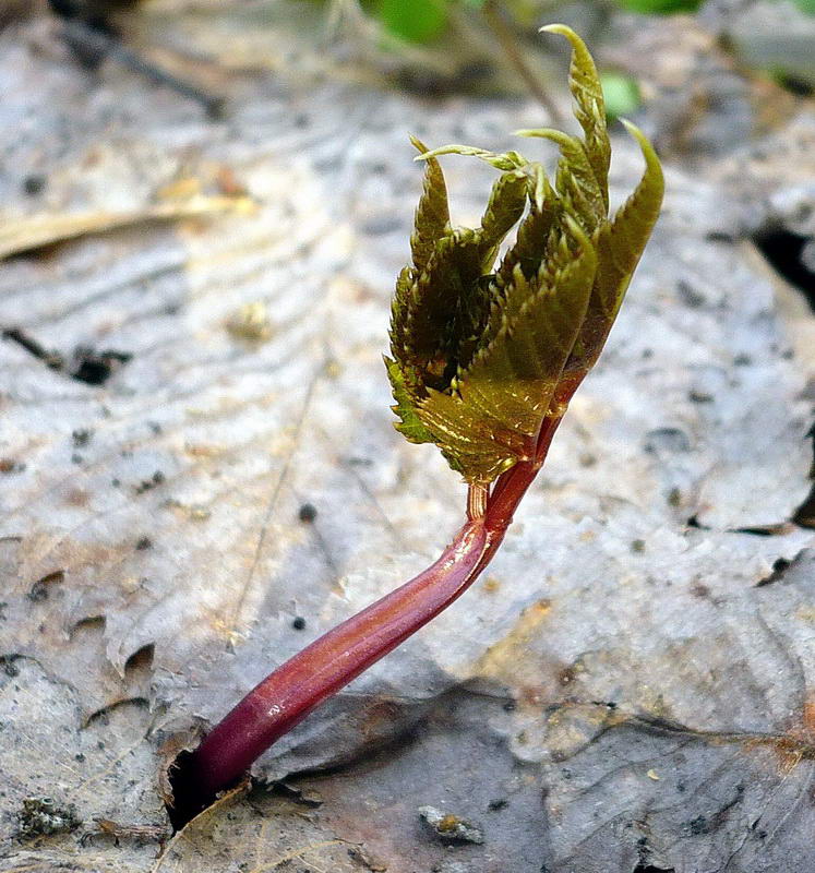 Image of Aegopodium podagraria specimen.