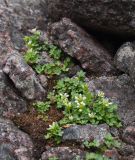 Saxifraga rivularis