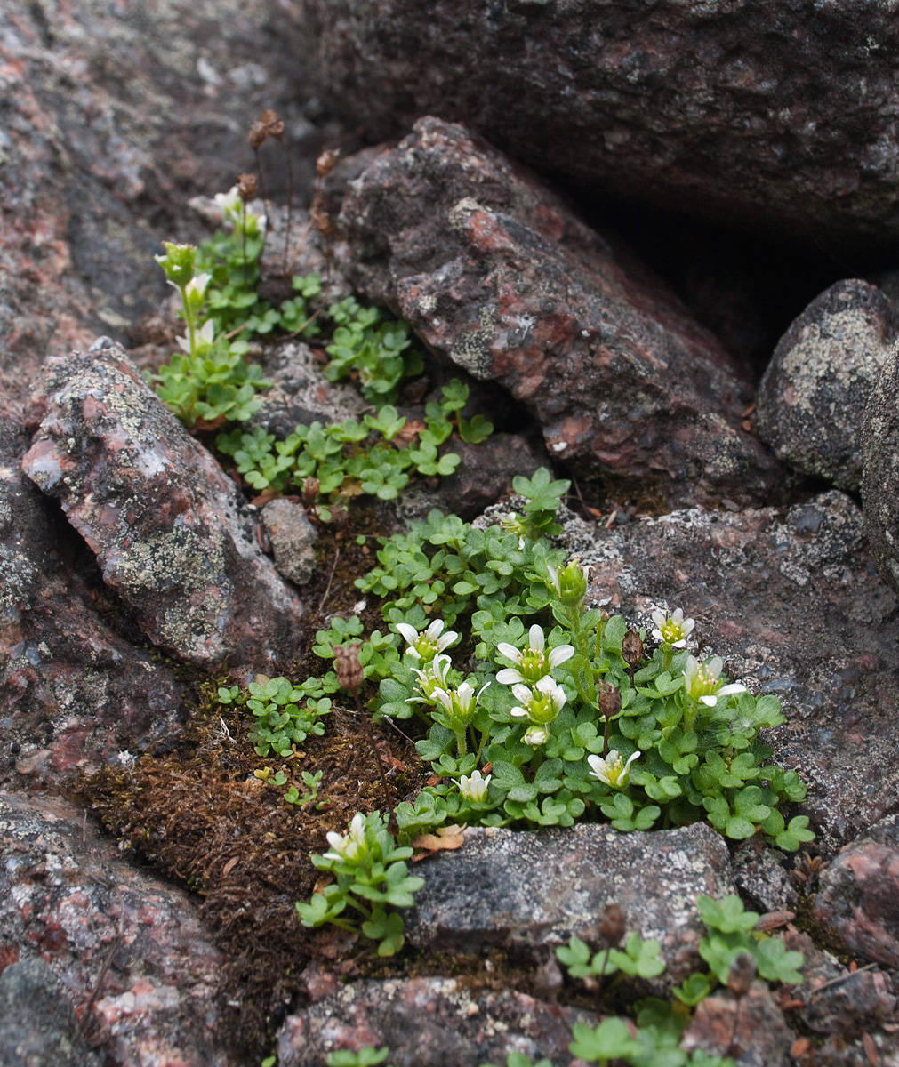 Изображение особи Saxifraga rivularis.