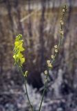 Linaria genistifolia