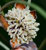 Hakea scoparia