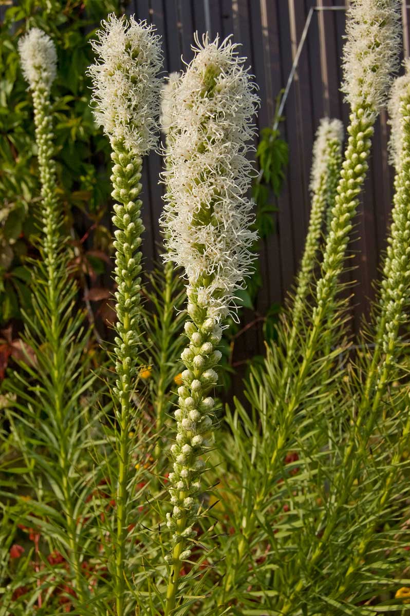 Image of Liatris spicata specimen.