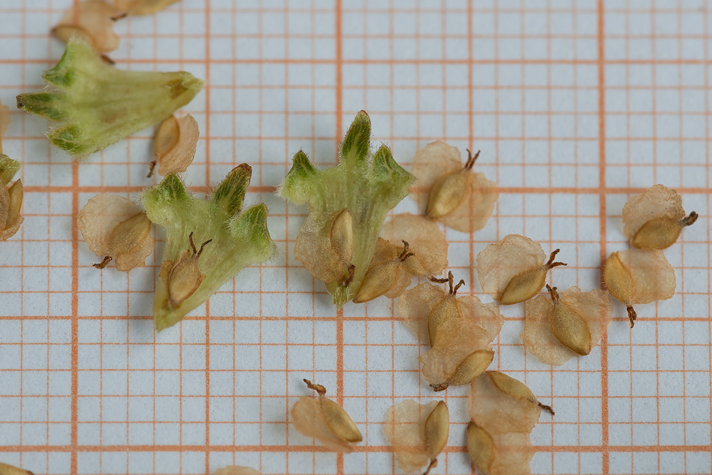 Изображение особи Betula papyrifera.