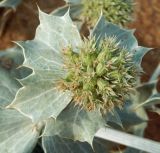 Eryngium maritimum. Соплодие. Крым, городской округ Феодосия, село Береговое, песчаный пляж. Август 2017 г.