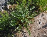 Euphorbia sarawschanica. Плодоносящее растение. Таджикистан, Фанские горы, перевал Талбас, ≈ 3500 м н.у.м., сухой склон. 01.08.2017.