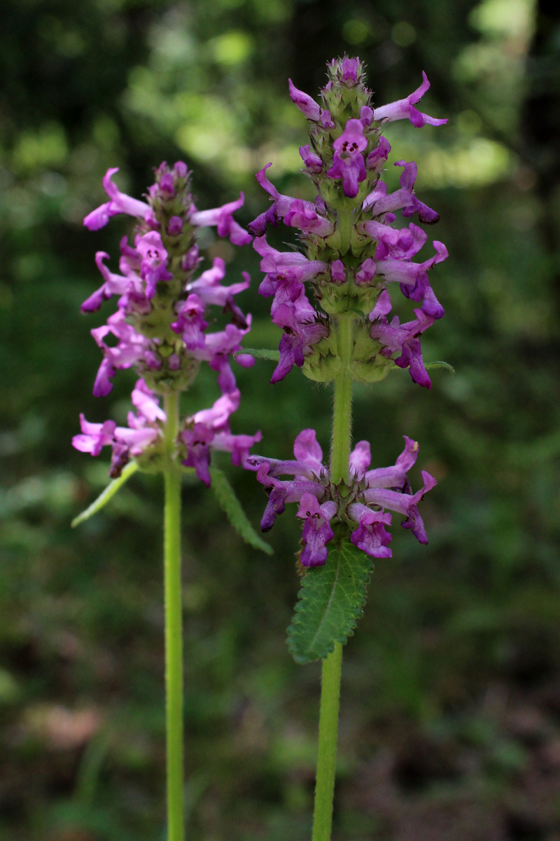 Изображение особи Betonica officinalis.