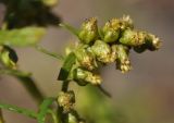 genus Artemisia. Соцветия-корзинки. Приморский край, Уссурийский гор. округ, окр. с. Монакино, склон сопки. 30.09.2017.