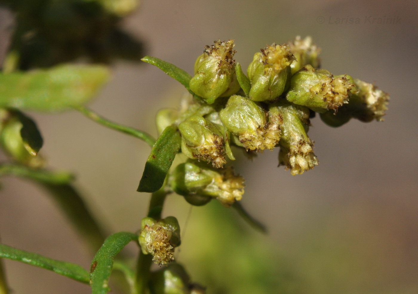 Image of genus Artemisia specimen.