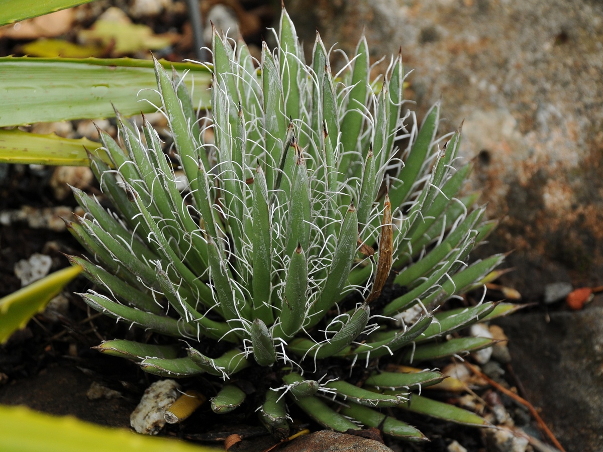 Image of Agave polianthiflora specimen.