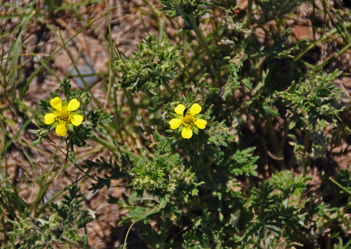 Изображение особи Potentilla conferta.