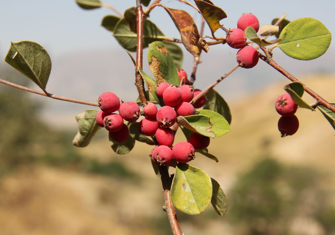 Изображение особи Cotoneaster oliganthus.