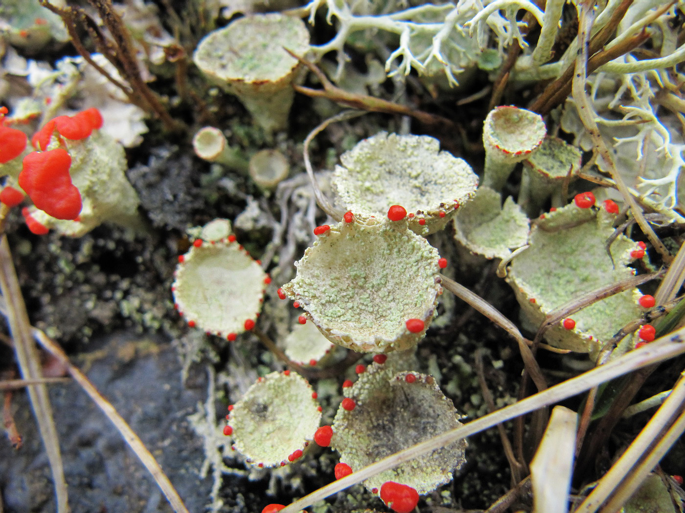 Изображение особи род Cladonia.