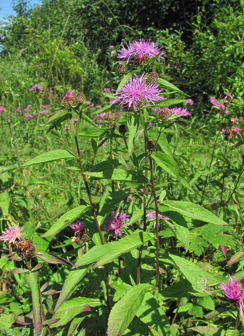 Изображение особи Centaurea pseudophrygia.